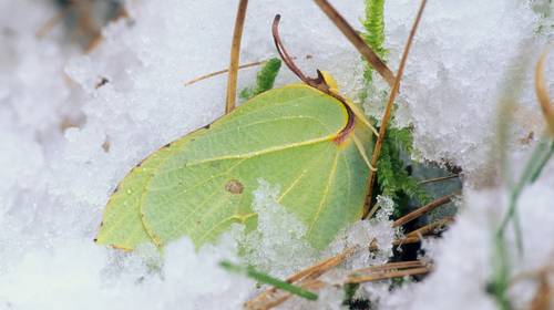 Waarom een weekje vrieskou geen probleem is voor fauna en flora