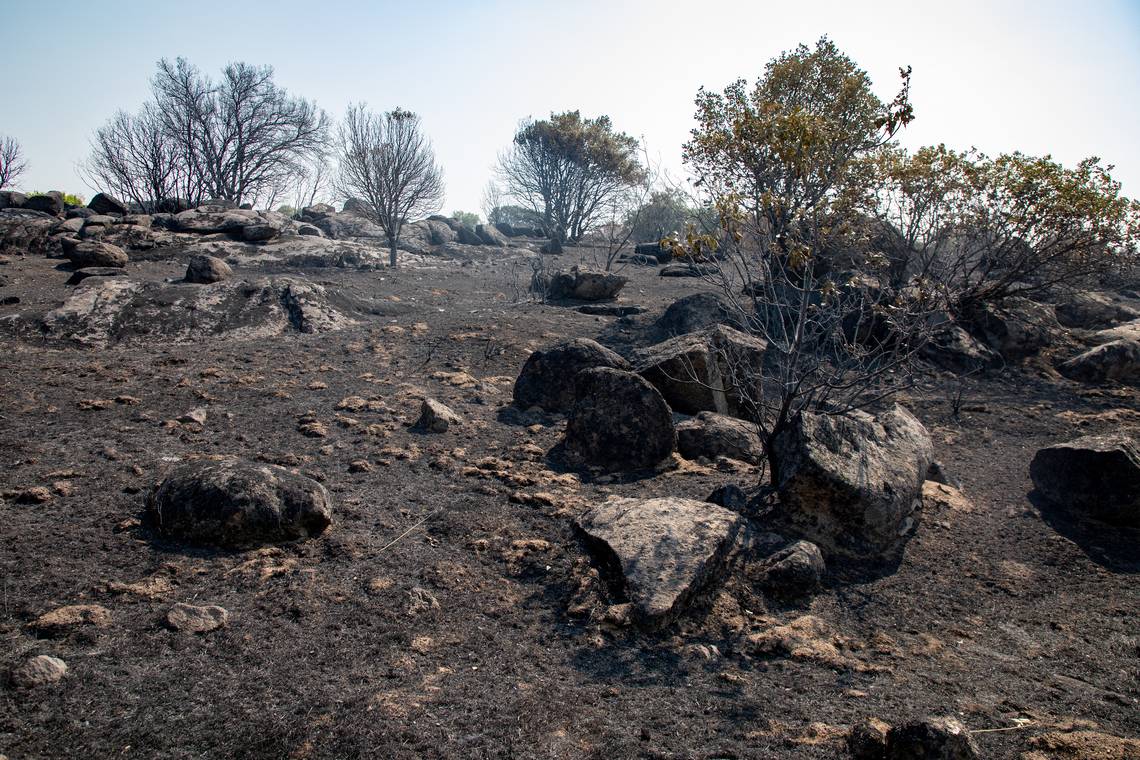 Hoe nefast zijn natuurbranden voor planten en dieren? ‘In zo’n inferno wordt alles geroosterd’