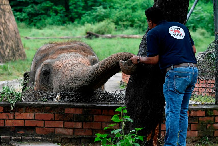 Een dierenarts onderzoekt de olifant. 