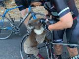 Un koala assoiffé réclame de l'eau à des cyclistes en Australie