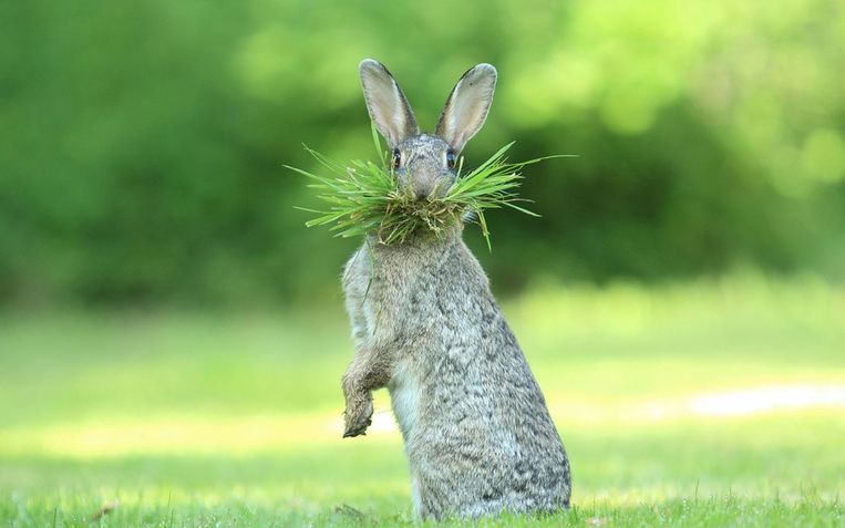 Comedy Wildlife Photograpy Awards.