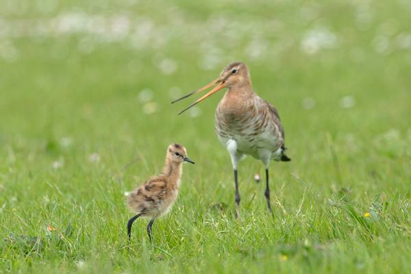 Grutto! De reis van onze nationale vogel