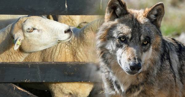 Schapen Daarle gedood door hond | Regio - Tubantia