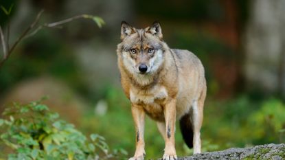 Zes jaar na eerste waarneming: ook in Ardennen bijt wolf schaap dood