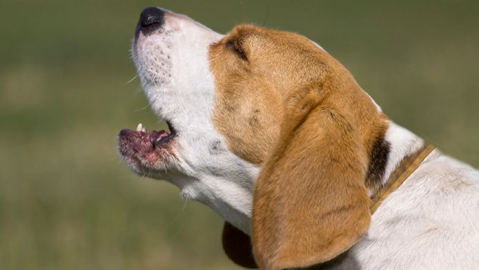 Hoge Boete Voor Rotterdams Baasje Van Blaffende Hond Bizar Ad Nl
