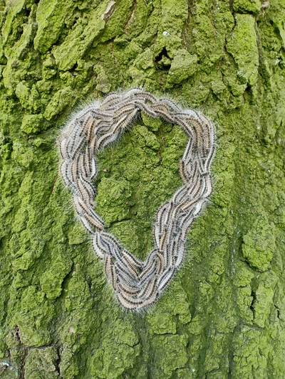 Plaagdier in huis? Volgend weekend kun je hem laten testen