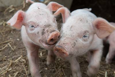 Uit stalbrand geredde biggen als worstjes op bbq voor brandweer