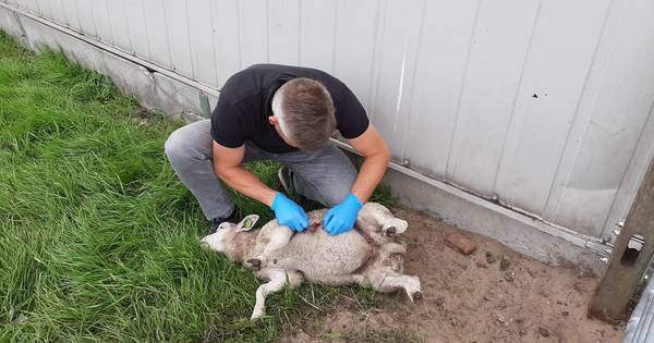 Brabants nieuws van zaterdag | Politie schiet op verwarde man, wolf slaat opnieuw toe en staat op be