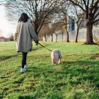 Waarom kunnen snuffelen voor honden belangrijker is dan het wandelen zelf