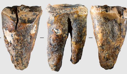 Oudst bekende vorm van tandheelkunde ontdekt: neanderthalers boorden 59.000 jaar geleden al gaatjes