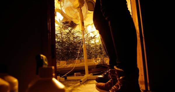 Politie zoekt vechtpartij, maar vindt oude hennepkwekerij in Vlaardingen: vrouw (38) aangehouden.