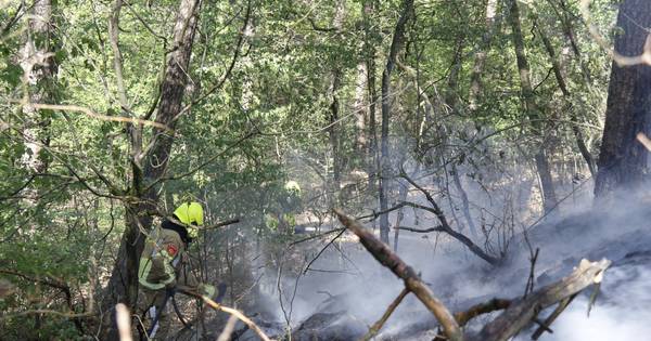Bosbrand in Hezeland bij Gennep - De Gelderlander