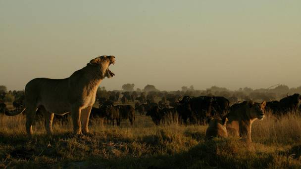 Living with Big Cats (Revealed)