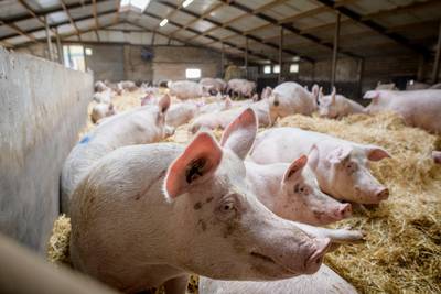 Open dag duurzame varkensstal Horssen