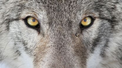 Wolven kunnen geen blauwe ogen hebben en nog 7 kenmerken waarmee je een wolf kan onderscheiden van een hond
