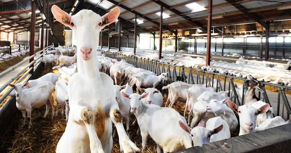 Grote geitentelling Rossum: Minder geiten op stal dan mag volgens vergunning