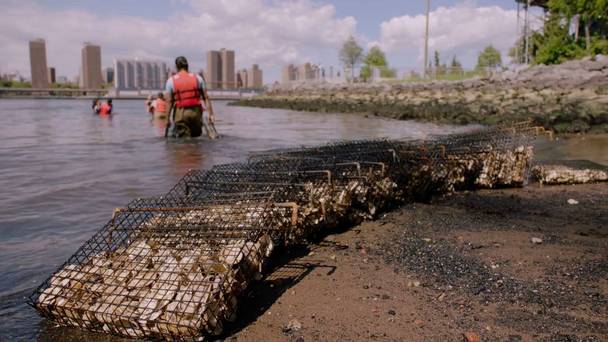 Take Back the Harbour