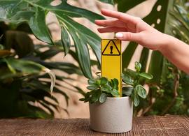 Pas op voor deze kleurrijke, giftige plant