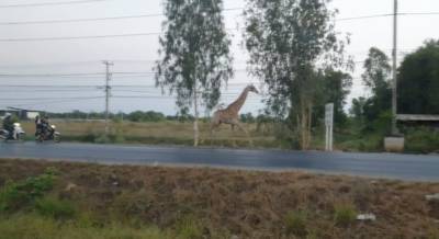 Une girafe s’échappe d’un camion puis meurt noyée dans un étang