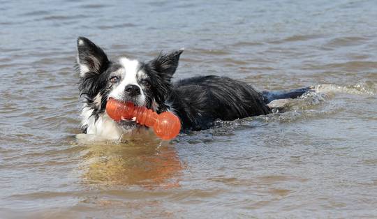 Na geuren en beelden blijken honden ook namen van objecten te kunnen onthouden