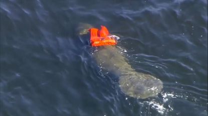 VIDEO: Dierenvrienden rukken met man en macht uit om zeekoe te bevrijden van reddingsvest