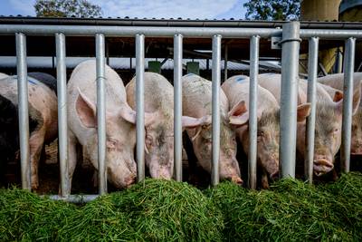 Gestopte varkenshouders alleen enthousiast over Hof van Twente