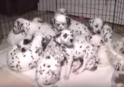 Schattig! Australische dalmatiër breekt met nest van 19 puppy's wereldrecord
