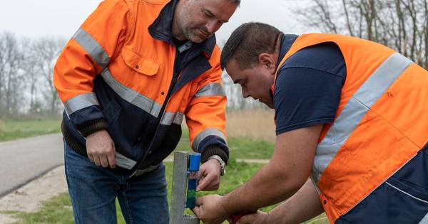 Oude wildspiegels op Schouwen maken plaats voor kleurrijke nieuwe exemplaren