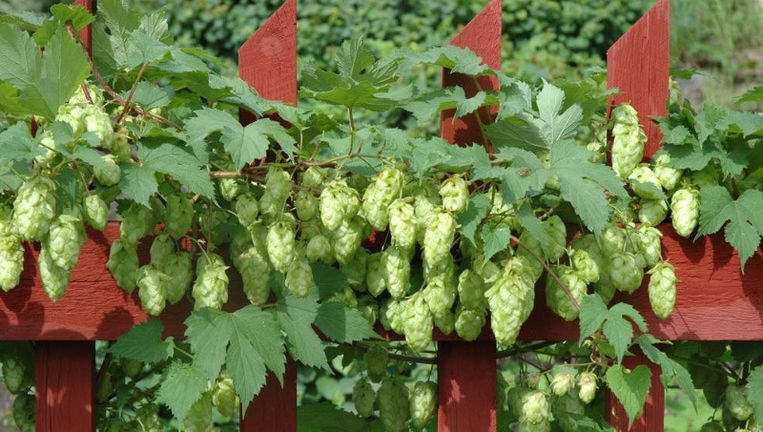 hop in de tuin in het bier en onder het hoofdkussen trouw