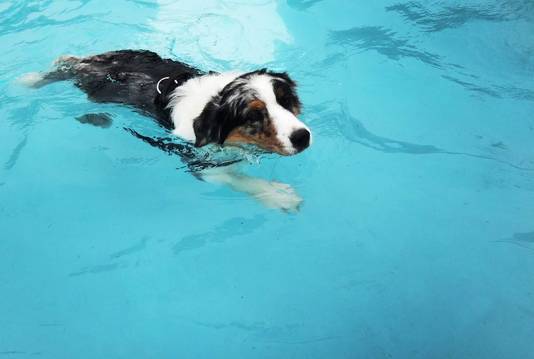 Nu Wel Groen Licht Voor Doggy Splash Day Izegem Hln Be