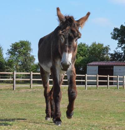 Wat een ezel! (en hij is nog niet uitgegroeid)