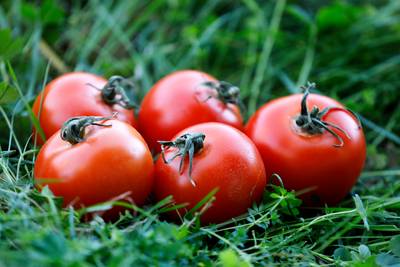 Les agriculteurs craignent l’arrivée du virus de la tomate