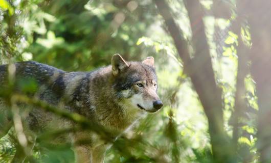 Oog in oog met een wolf? Dit moet je dan wel (en niet) doen 