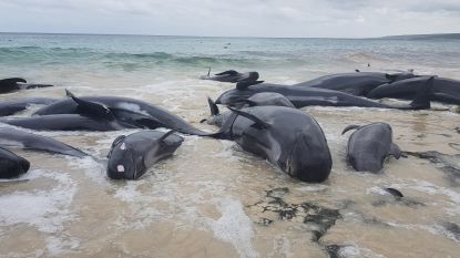 Slechts 6 van de 150 walvissen overleven stranding in Australische baai