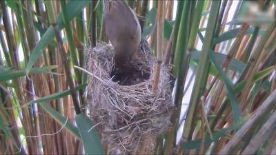 Koekoeksjong steelt de harten van duizenden Nederlanders
