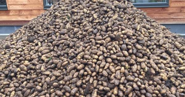 Te koop in Bentelo: aardappelen. Een kilootje of 50.000 - Tubantia