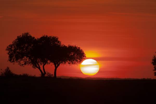 Dehesa: Forest of the Iberian Lynx