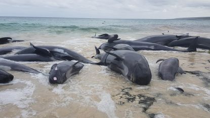 Slechts 6 van de 150 walvissen overleven stranding in Australische baai