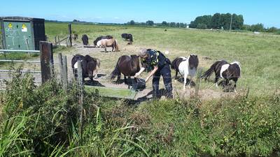 Agenten helpen kudde dorstige pony's aan water