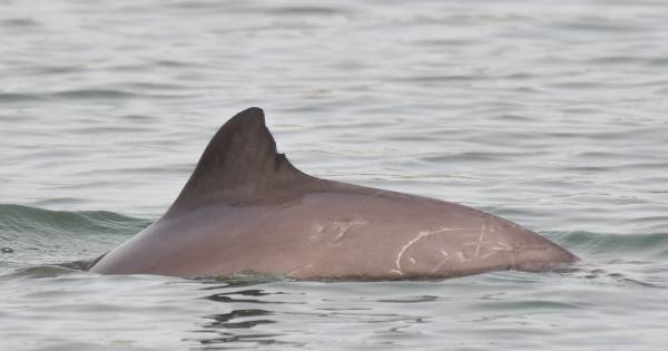 Bekendste bruinvis van de Oosterschelde leeft niet meer - BN DeStem