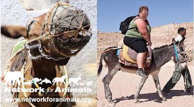 Dierenmishandeling op Santorini: ezels breken rug door te zware toeristen