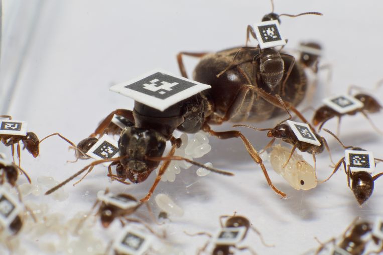 Biologen plakten stickertjes met QR-codes op mieren, om hun bewegingen te volgen