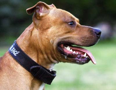 Vastgebonden pitbull ‘Batman’ dood gevonden, eigenaren opgepakt