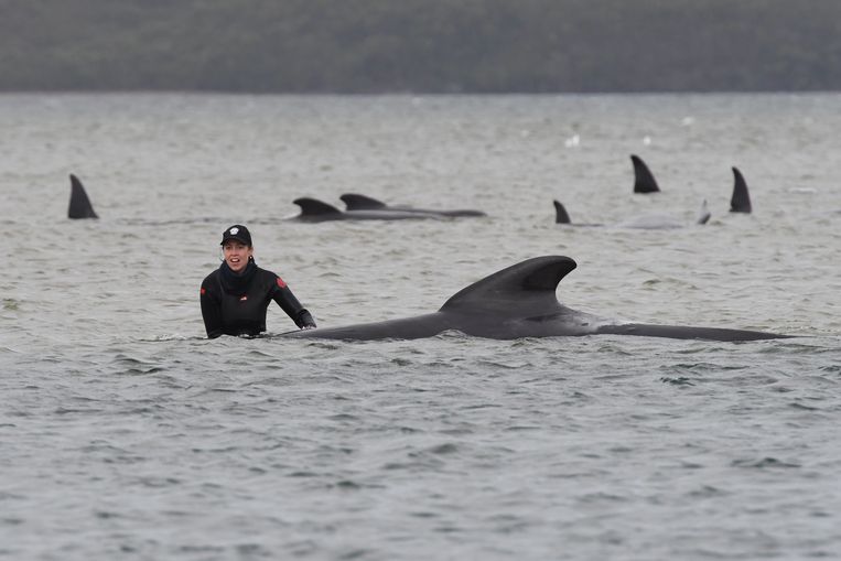 Grote reddingsoperatie voor 270 gestrande walvissen bij Tasmanië