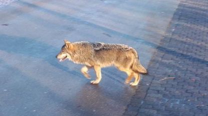 Wolf gespot in Twente: potentieel vriendje voor wolvin Naya?