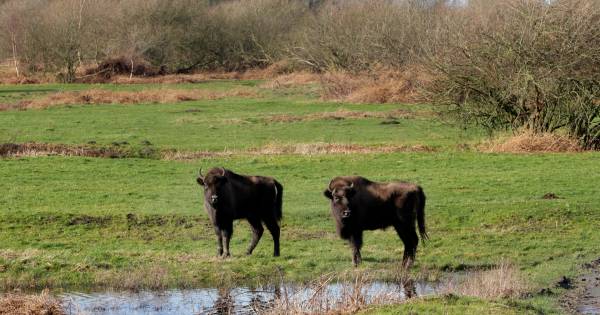 Drie nieuwe bewoners van de Slikken van De Heen zijn nog wat onwennig: 'Ze zoeken elkaar, het zijn k