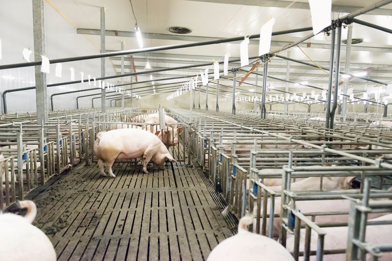 Varkensstallen blijken sjoemelschuren: de geurfilters werken nauwelijks