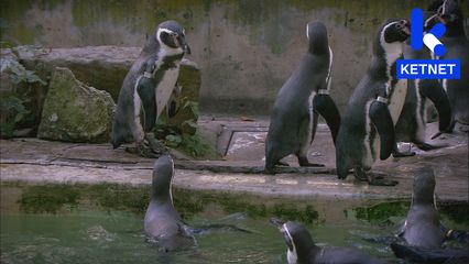9. De Pinguïnjas