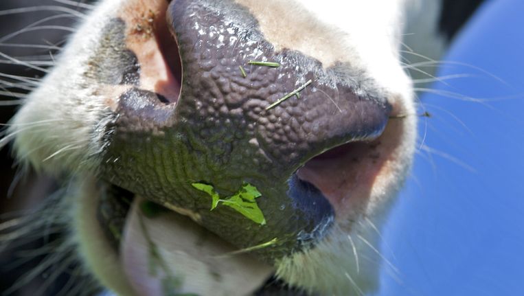 'Kabinet, doe iets! Al die antibiotica in ons vlees is echt niet nodig!' - de Volkskrant