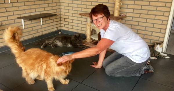 Toptijd in kattenpension: Vijfsterrenhotel voor poeslief